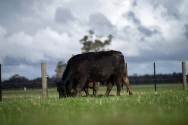 Bir tarlada otlayan inek sürüsü. Bir otlakta yenilenebilir angus sığırı. 