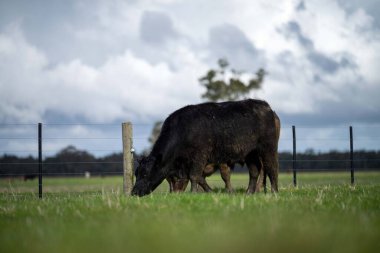 Bir tarlada otlayan inek sürüsü. Bir otlakta yenilenebilir angus sığırı. 