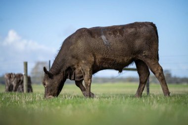 Bir tarlada otlayan inek sürüsü. Bir otlakta yenilenebilir angus sığırı. 