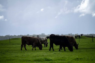 Bir tarlada otlayan inek sürüsü. Bir otlakta yenilenebilir angus sığırı. 