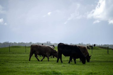 Bir tarlada otlayan inek sürüsü. Bir otlakta yenilenebilir angus sığırı. 