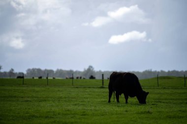 Bir tarlada otlayan inek sürüsü. Bir otlakta yenilenebilir angus sığırı. 