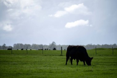 Bir tarlada otlayan inek sürüsü. Bir otlakta yenilenebilir angus sığırı. 