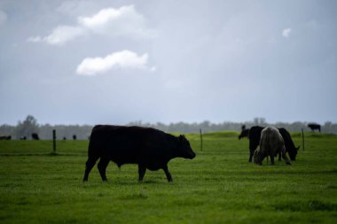 Bir tarlada otlayan inek sürüsü. Bir otlakta yenilenebilir angus sığırı. 