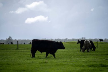 Bir tarlada otlayan inek sürüsü. Bir otlakta yenilenebilir angus sığırı. 
