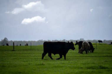 Bir tarlada otlayan inek sürüsü. Bir otlakta yenilenebilir angus sığırı. 