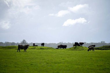 Bir tarlada otlayan inek sürüsü. Bir otlakta yenilenebilir angus sığırı. 
