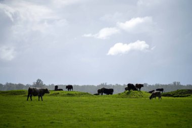 Bir tarlada otlayan inek sürüsü. Bir otlakta yenilenebilir angus sığırı. 