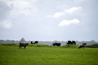 Bir tarlada otlayan inek sürüsü. Bir otlakta yenilenebilir angus sığırı. 
