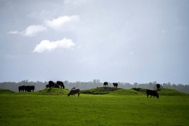 Bir tarlada otlayan inek sürüsü. Bir otlakta yenilenebilir angus sığırı. 