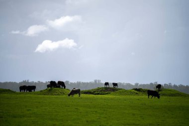 Bir tarlada otlayan inek sürüsü. Bir otlakta yenilenebilir angus sığırı. 