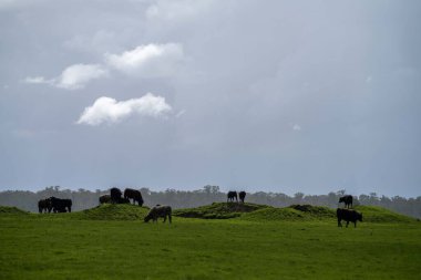 Bir tarlada otlayan inek sürüsü. Bir otlakta yenilenebilir angus sığırı. 