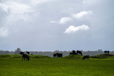 Bir tarlada otlayan inek sürüsü. Bir otlakta yenilenebilir angus sığırı. 
