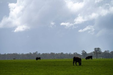 Bir tarlada otlayan inek sürüsü. Bir otlakta yenilenebilir angus sığırı. 