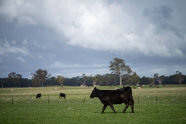 Bir tarlada otlayan inek sürüsü. Bir otlakta yenilenebilir angus sığırı. 