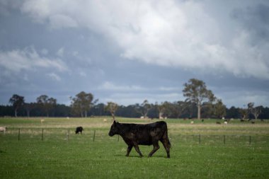 Bir tarlada otlayan inek sürüsü. Bir otlakta yenilenebilir angus sığırı. 