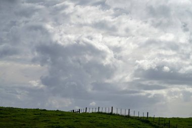 Bir tarlada otlayan inek sürüsü. Bir otlakta yenilenebilir angus sığırı. 