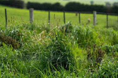 Bir tarlada otlayan inek sürüsü. Bir otlakta yenilenebilir angus sığırı. 
