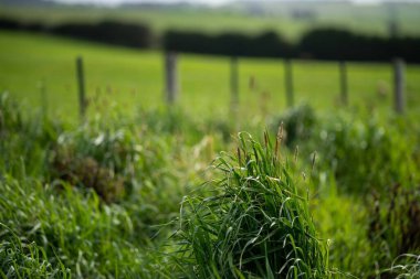 Bir tarlada otlayan inek sürüsü. Bir otlakta yenilenebilir angus sığırı. 