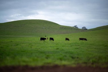 Bir tarlada otlayan inek sürüsü. Bir otlakta yenilenebilir angus sığırı. 