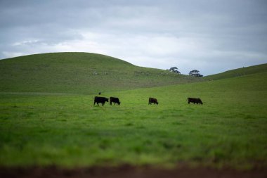 Bir tarlada otlayan inek sürüsü. Bir otlakta yenilenebilir angus sığırı. 