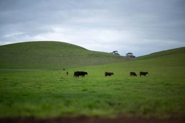 Bir tarlada otlayan inek sürüsü. Bir otlakta yenilenebilir angus sığırı. 