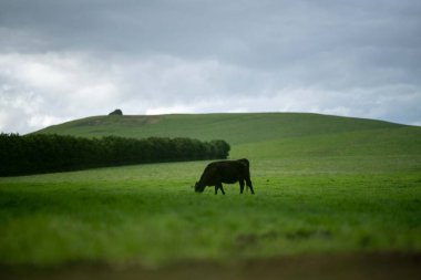 Bir tarlada otlayan inek sürüsü. Bir otlakta yenilenebilir angus sığırı. 