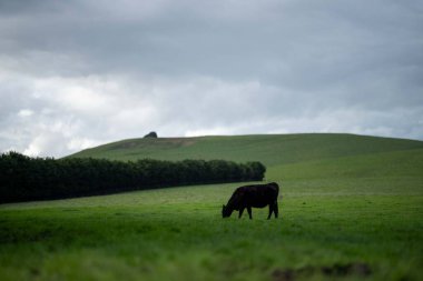 Bir tarlada otlayan inek sürüsü. Bir otlakta yenilenebilir angus sığırı. 
