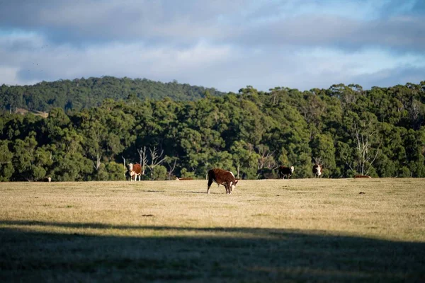 Alanını otlatma at sürüsü