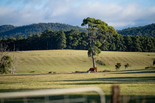 Yeşil çimlerde bir keçi sürüsü