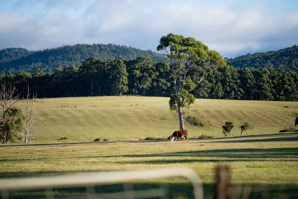 Yeşil çimlerde bir inek sürüsü
