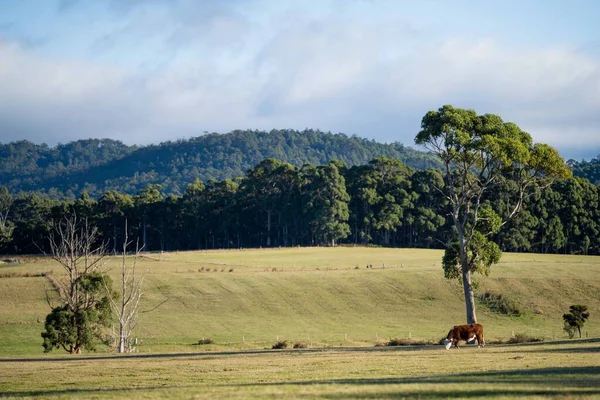 Yeşil çayırlarda otlayan bir inek sürüsü.