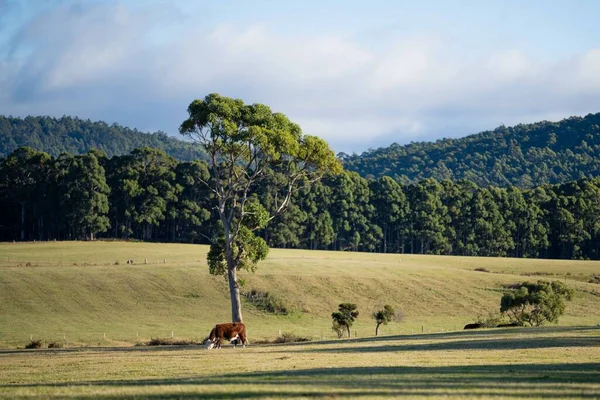 Yeşil çayırlarda otlayan inekler.