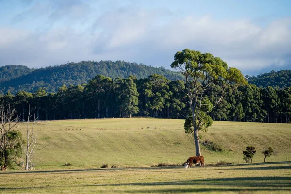 Yeşil çayırlarda otlayan inekler.