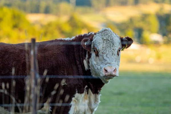 Nehir ve çimlerle kaplı bir havacılık arazisi. Sahilde sığır çiftliği ve deniz kenarında. Okyanus kıyısında ot otlayan ineklerle birlikte tarım.