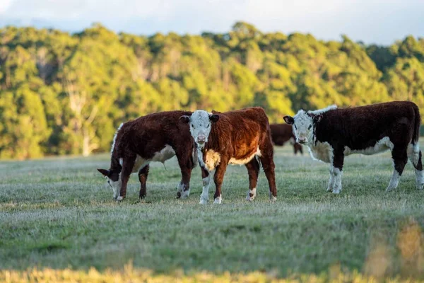 Nehir ve çimlerle kaplı bir havacılık arazisi. Sahilde sığır çiftliği ve deniz kenarında. Okyanus kıyısında ot otlayan ineklerle birlikte tarım.