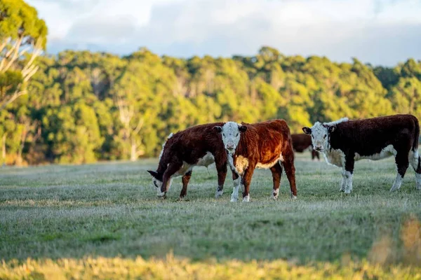 Antenn Gård Landskap Med Flod Och Gräs Boskapsranch Stranden Och — Stockfoto