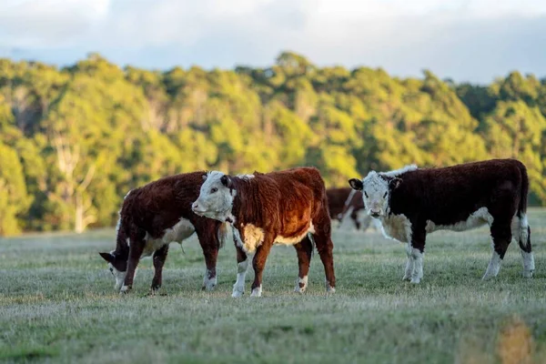 Nehir ve çimlerle kaplı bir havacılık arazisi. Sahilde sığır çiftliği ve deniz kenarında. Okyanus kıyısında ot otlayan ineklerle birlikte tarım.