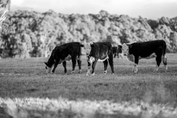 Antenne Gård Landskab Med Flod Græs Kvæg Ranch Stranden Havet - Stock-foto