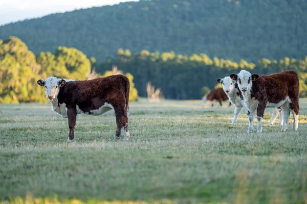 Nehir ve çimlerle kaplı bir havacılık arazisi. Sahilde sığır çiftliği ve deniz kenarında. Okyanus kıyısında ot otlayan ineklerle birlikte tarım.