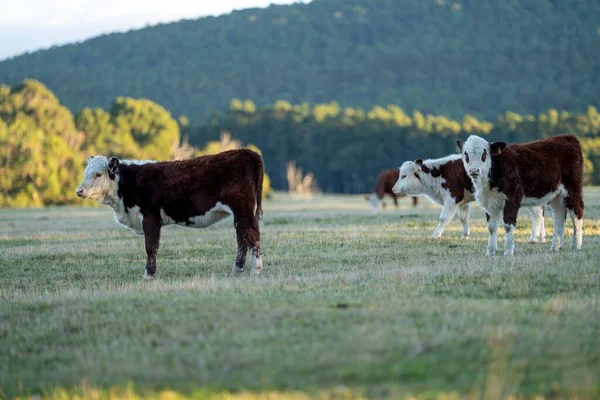 Nehir ve çimlerle kaplı bir havacılık arazisi. Sahilde sığır çiftliği ve deniz kenarında. Okyanus kıyısında ot otlayan ineklerle birlikte tarım.