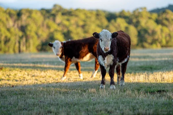 Nehir ve çimlerle kaplı bir havacılık arazisi. Sahilde sığır çiftliği ve deniz kenarında. Okyanus kıyısında ot otlayan ineklerle birlikte tarım.