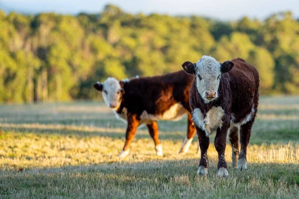 Nehir ve çimlerle kaplı bir havacılık arazisi. Sahilde sığır çiftliği ve deniz kenarında. Okyanus kıyısında ot otlayan ineklerle birlikte tarım.