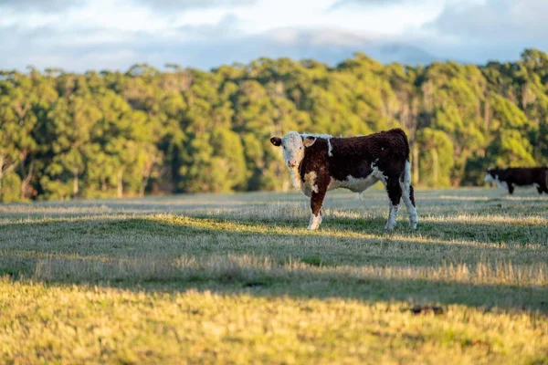 Nehir ve çimlerle kaplı bir havacılık arazisi. Sahilde sığır çiftliği ve deniz kenarında. Okyanus kıyısında ot otlayan ineklerle birlikte tarım.