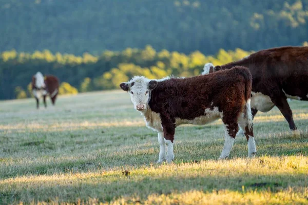 Nehir ve çimlerle kaplı bir havacılık arazisi. Sahilde sığır çiftliği ve deniz kenarında. Okyanus kıyısında ot otlayan ineklerle birlikte tarım.