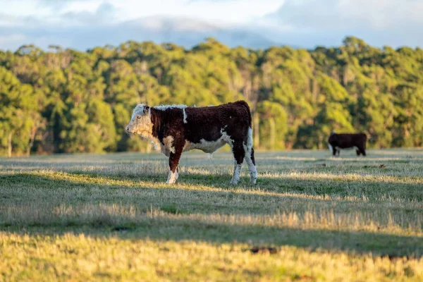 Nehir ve çimlerle kaplı bir havacılık arazisi. Sahilde sığır çiftliği ve deniz kenarında. Okyanus kıyısında ot otlayan ineklerle birlikte tarım.