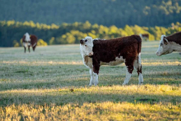 Nehir ve çimlerle kaplı bir havacılık arazisi. Sahilde sığır çiftliği ve deniz kenarında. Okyanus kıyısında ot otlayan ineklerle birlikte tarım.