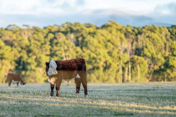 Nehir ve çimlerle kaplı bir havacılık arazisi. Sahilde sığır çiftliği ve deniz kenarında. Okyanus kıyısında ot otlayan ineklerle birlikte tarım.