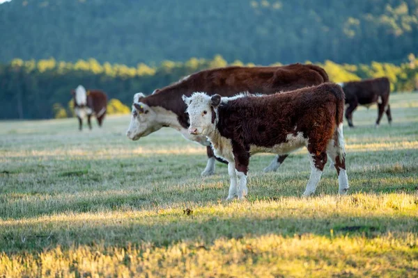 Nehir ve çimlerle kaplı bir havacılık arazisi. Sahilde sığır çiftliği ve deniz kenarında. Okyanus kıyısında ot otlayan ineklerle birlikte tarım.