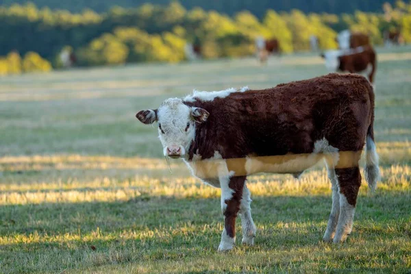 Nehir ve çimlerle kaplı bir havacılık arazisi. Sahilde sığır çiftliği ve deniz kenarında. Okyanus kıyısında ot otlayan ineklerle birlikte tarım.